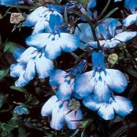 Blue Splash