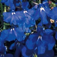Marine Blue
