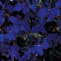 Midnight Blue