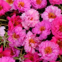 MixPink Passion