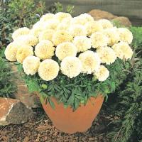 tagetes-vanilla-1