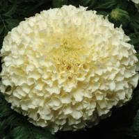 tagetes-vanilla-2