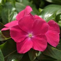 Rose Hot