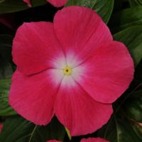 Rose Halo