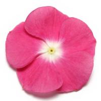 Magenta Halo