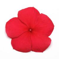 DarkRed