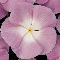 Lavender Blue Halo