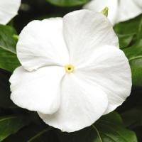 White Pure
