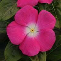 RoseHalo
