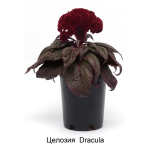 Целозия Dracula